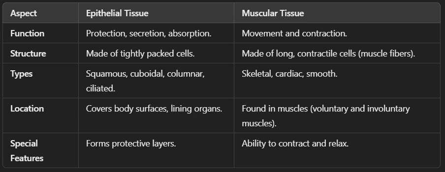 Difference Between Epithelial and Muscular Tissue (Animal Tissues)